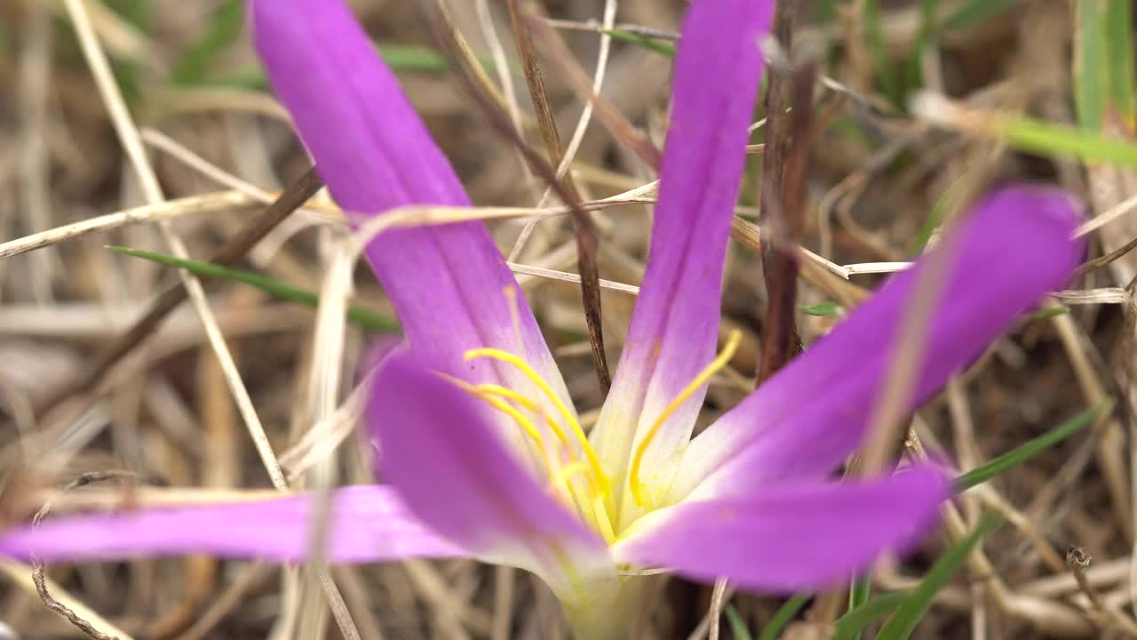 藏红花在比利牛斯大草原，近距离视频下载