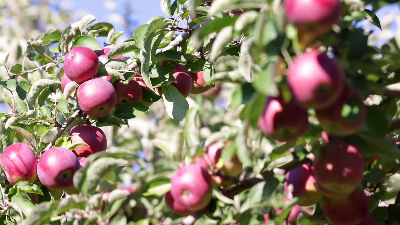 红苹果树和秋天果园里的苹果采摘视频下载