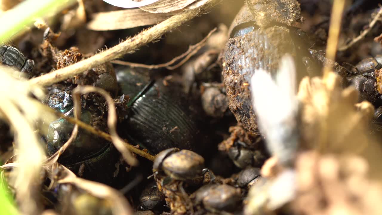 甲虫和苍蝇在山上回收人类的粪便。恶心……视频下载