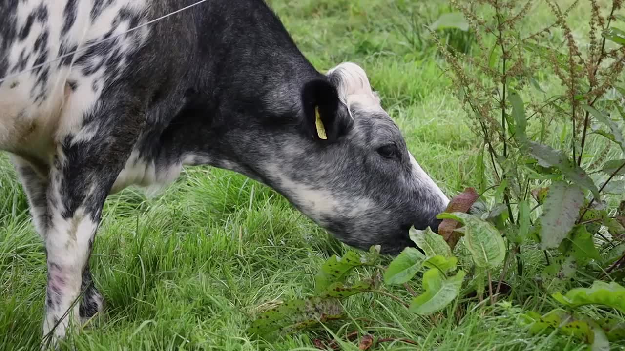 白色和灰色斑点牛吃草，爱尔兰视频下载