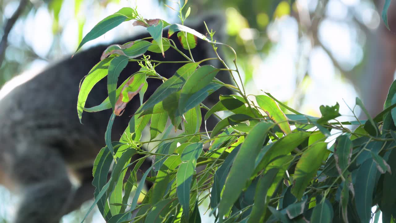 树袋熊在桉树上。澳大利亚野生动物新南威尔士州，新南威尔士州日落视频素材