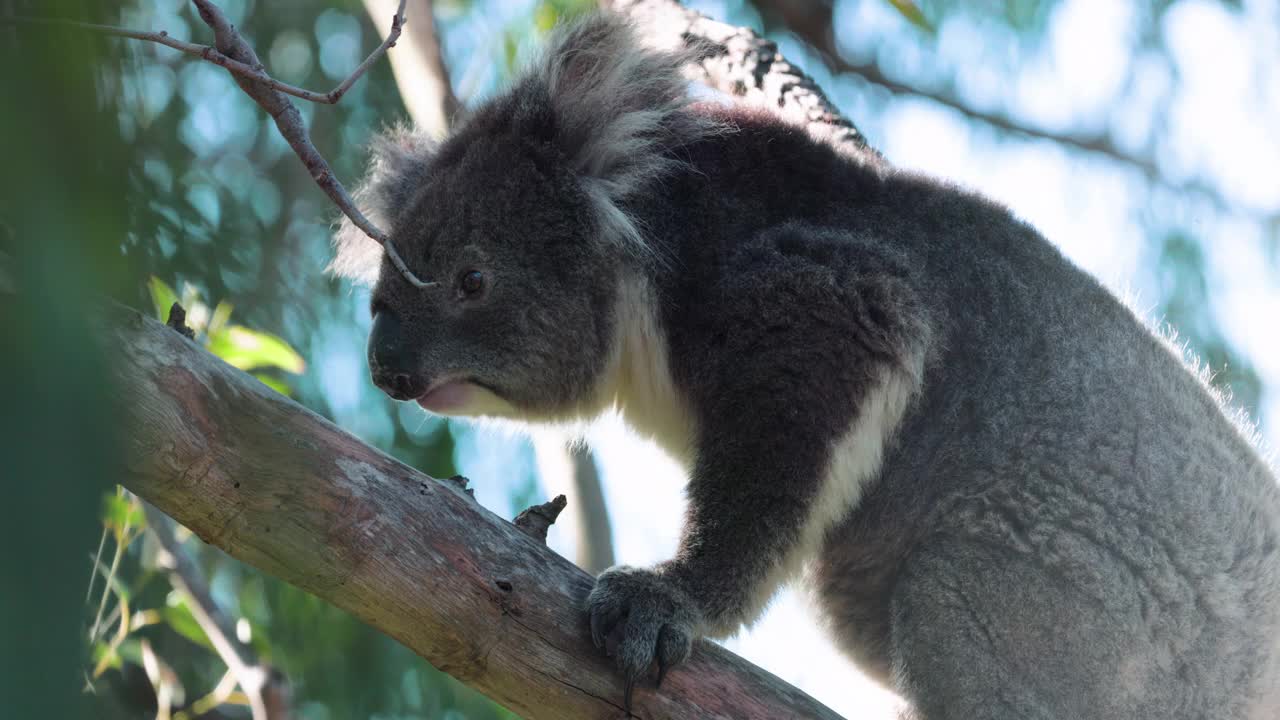 树袋熊在桉树上。澳大利亚野生袋鼠岛附近阿德莱德视频素材