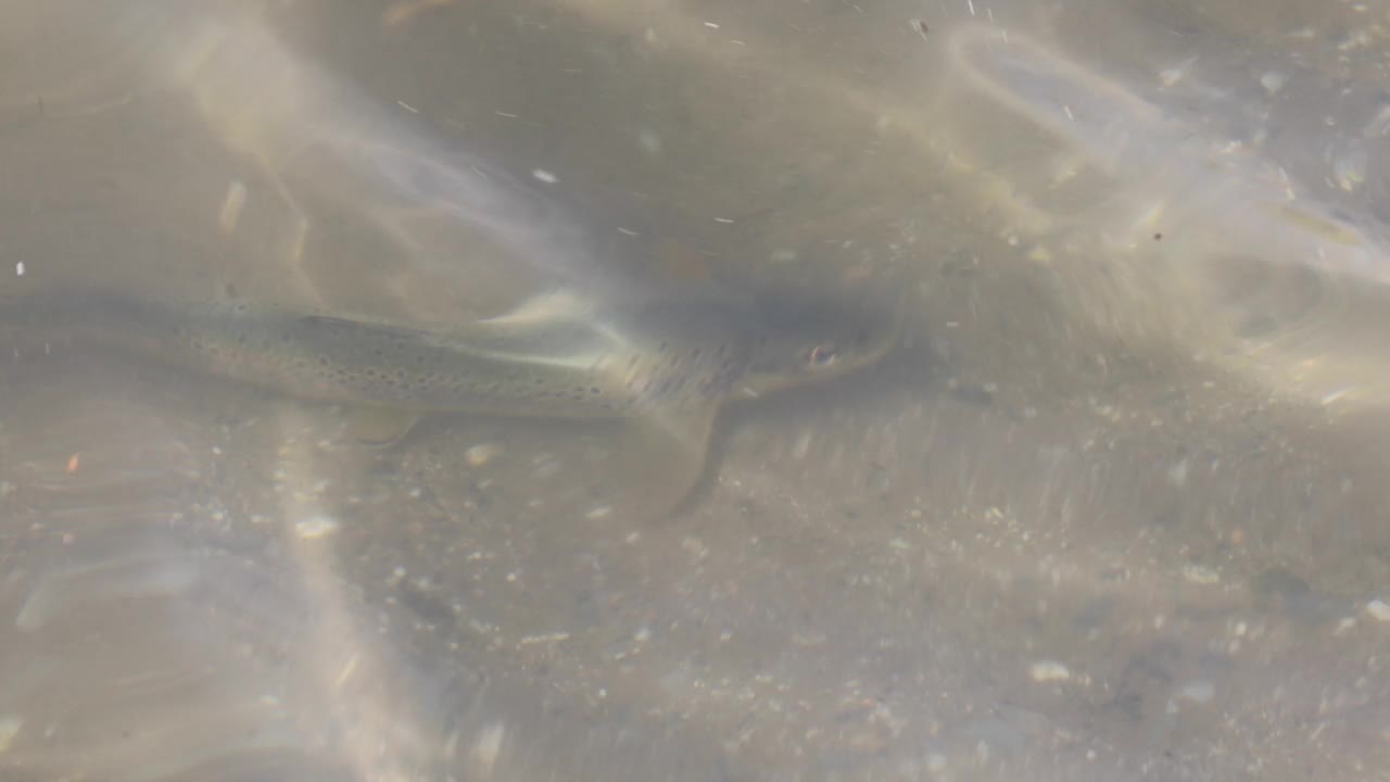 莱斯，迦罗纳河的鳟鱼。Val d 'Aran。视频下载