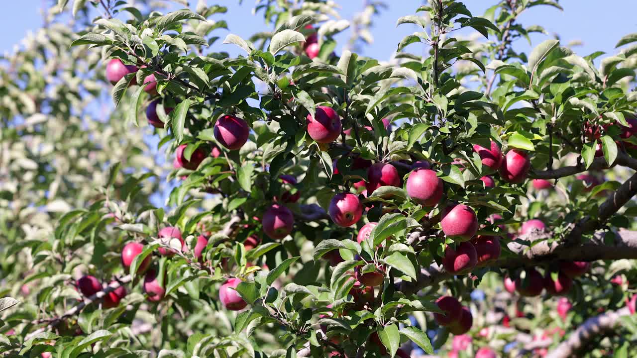 红苹果树和秋天果园里的苹果采摘视频素材