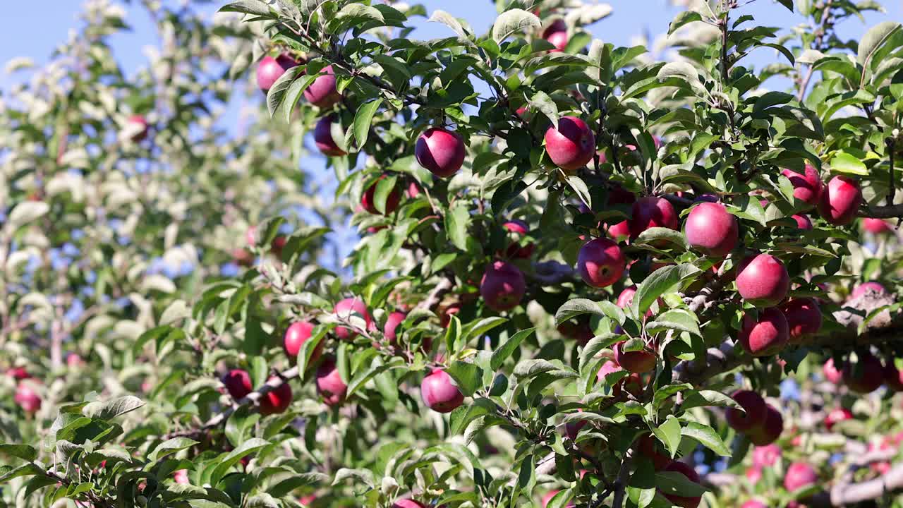 红苹果树和秋天果园里的苹果采摘视频素材