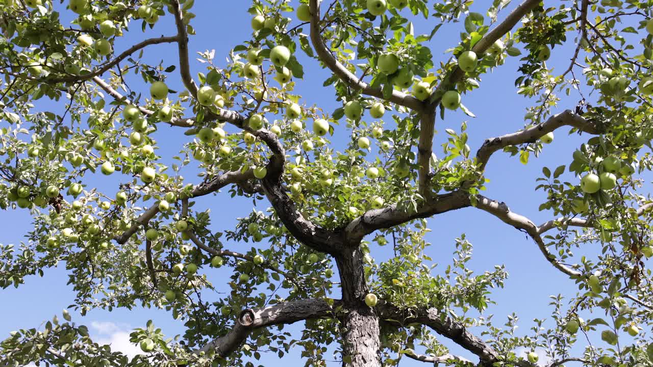 金灿灿的美味苹果树和秋天果园里的苹果采摘视频素材