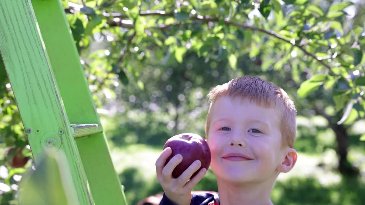 小红发男孩吃苹果和秋天在果园摘苹果视频下载
