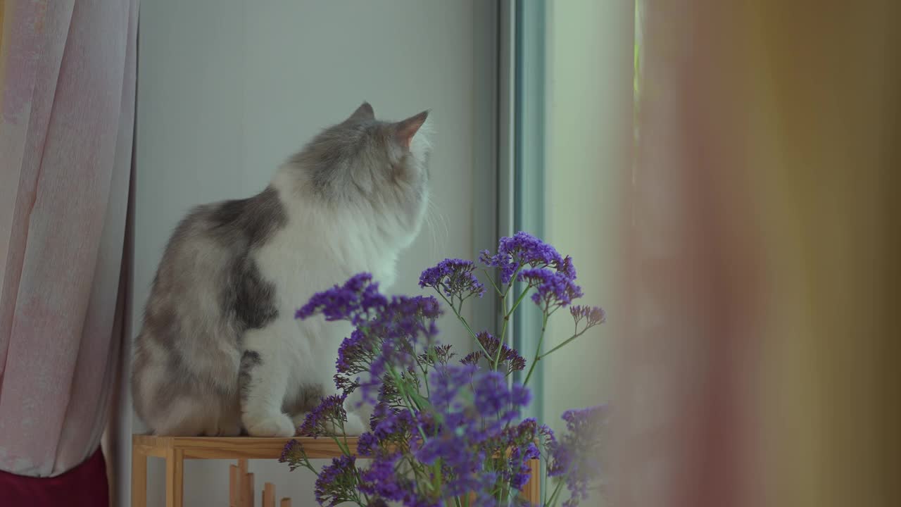 西伯利亚猫休息视频素材