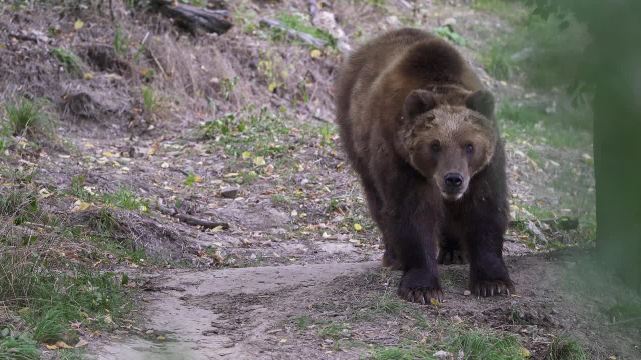 森林里的堪察加半岛棕熊，大熊视频素材