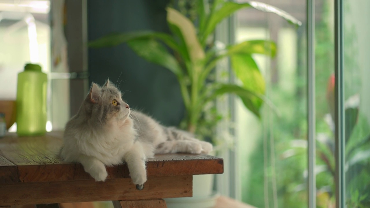 西伯利亚猫在木桌上休息视频下载