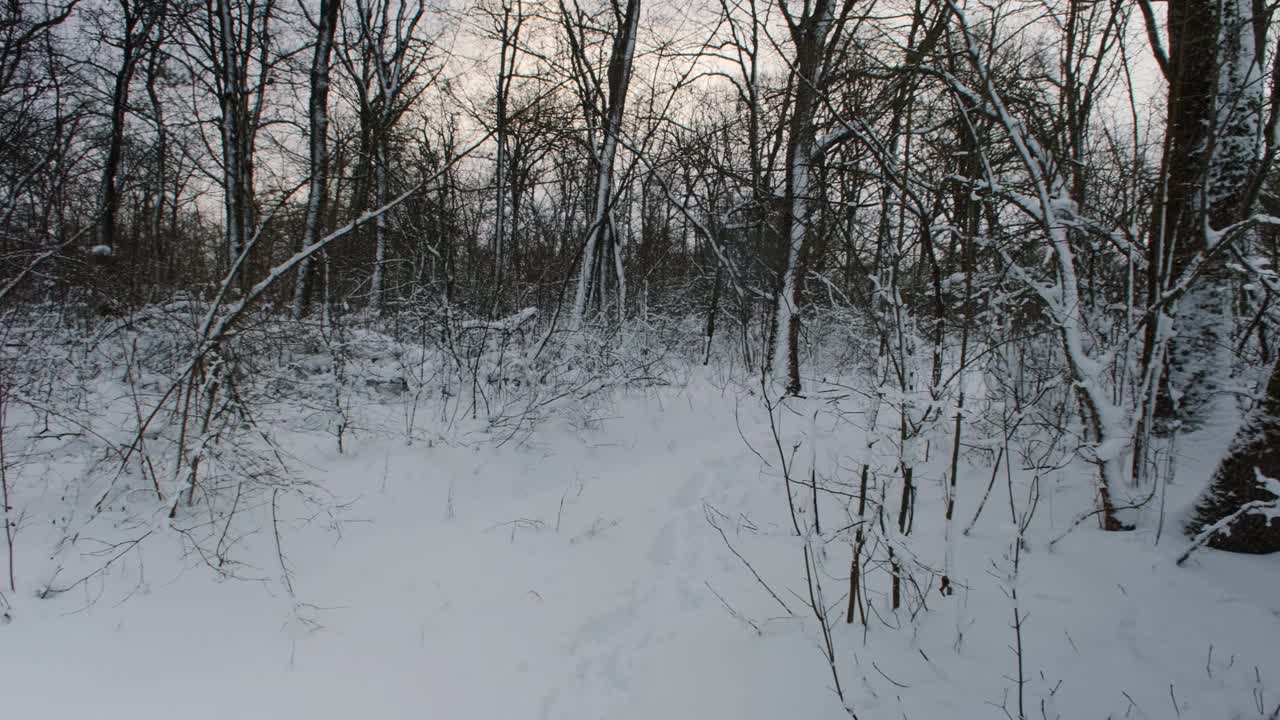 冬季森林。暴风雪过后，树木被雪覆盖。下雪期间的森林寒假。霜冻天气视频素材