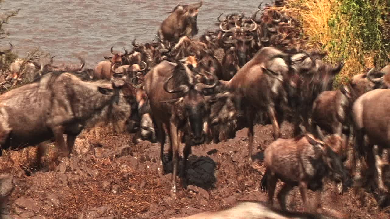 牛羚在过了河后爬上泥泞的河岸视频下载