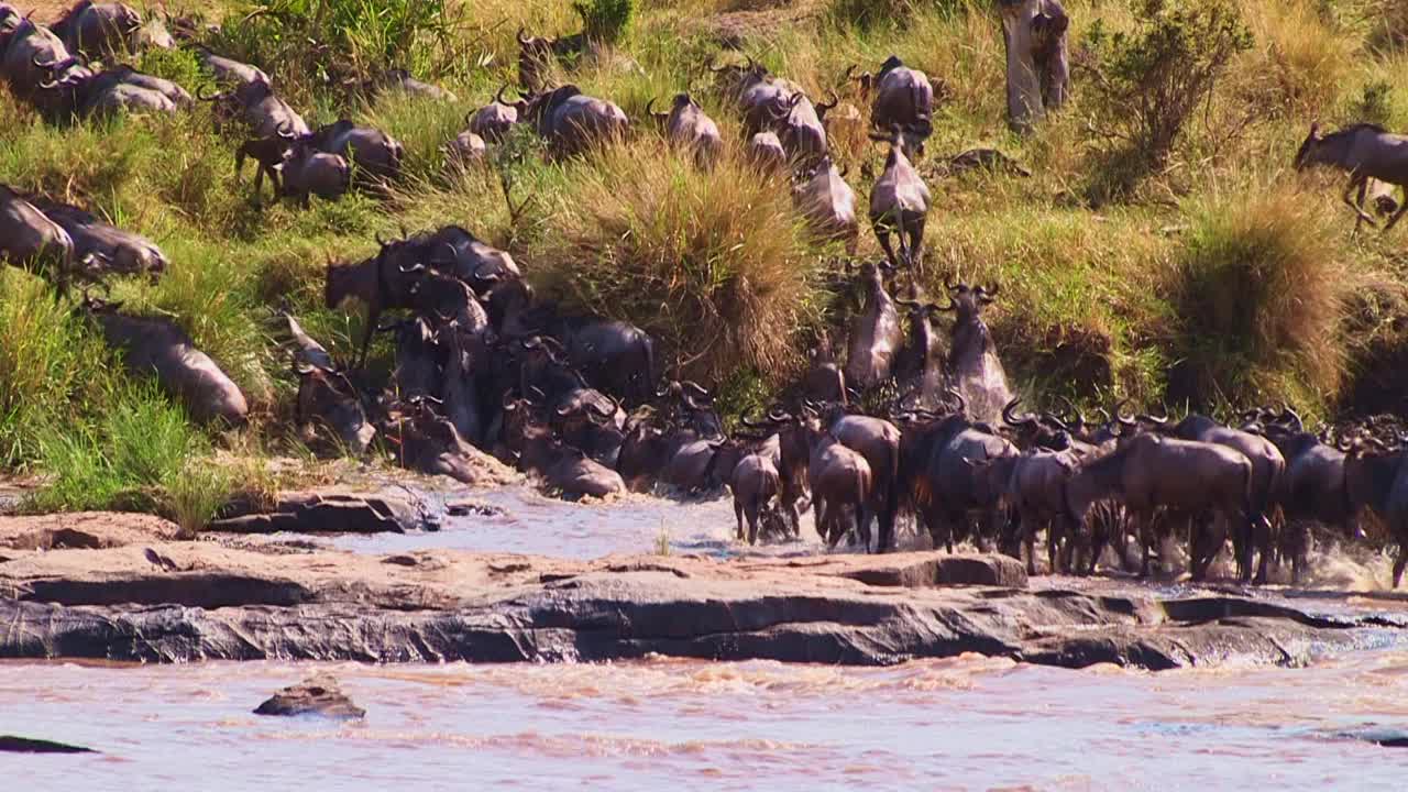 在一年一度的迁徙中，牛羚在过河后爬上河岸视频下载