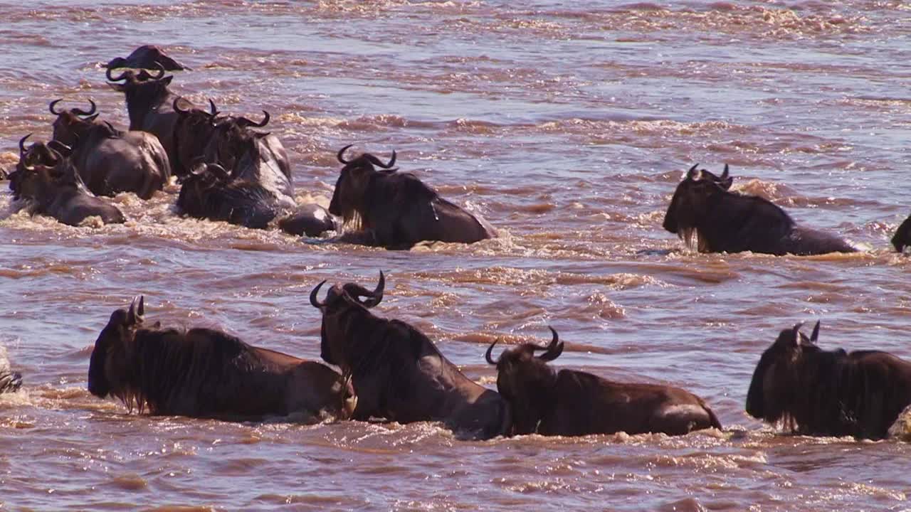 牛羚在一年一度的迁徙中渡河视频下载
