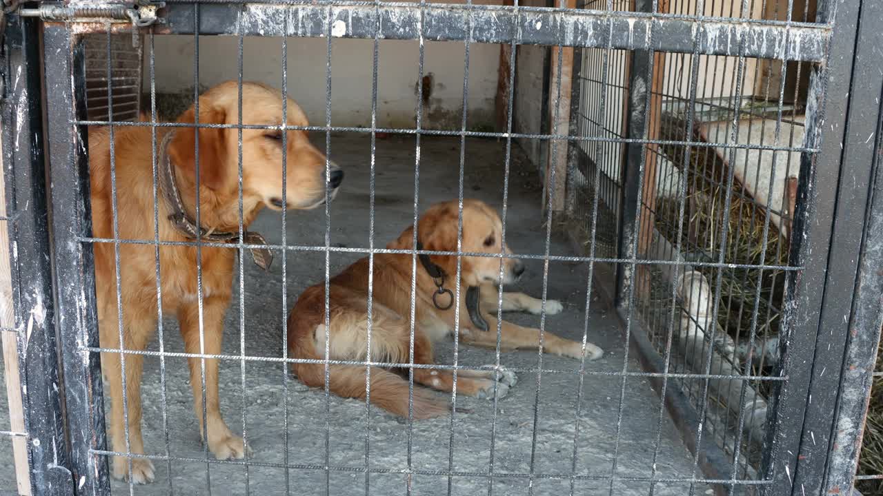 两只伤心的金毛猎犬在铁栅栏内等待动物收容所的收养。废弃的圈养动物视频素材