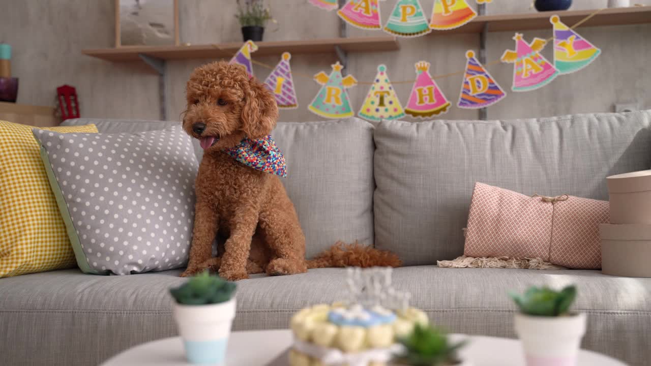可爱的小狗在家里庆祝生日视频素材
