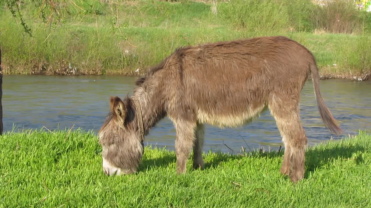 河边牧场上的驴子视频下载