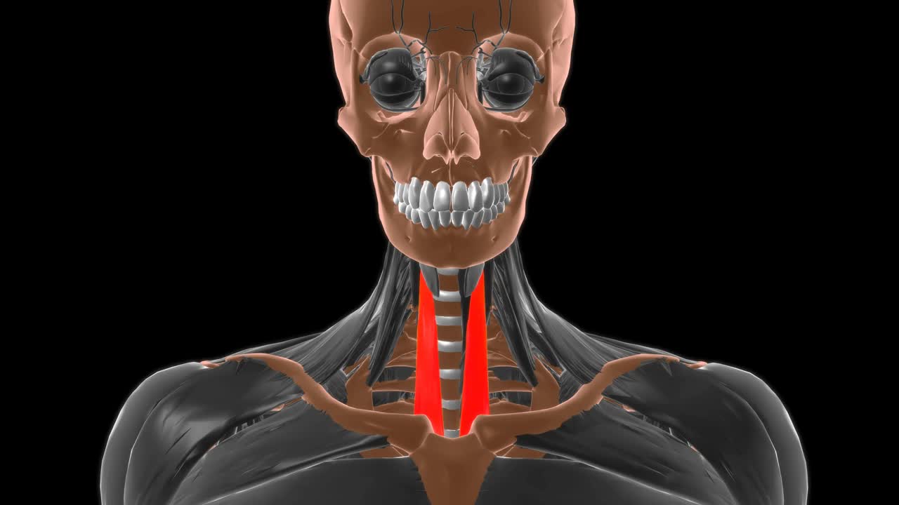 胸骨甲状腺肌解剖医学概念3D视频下载