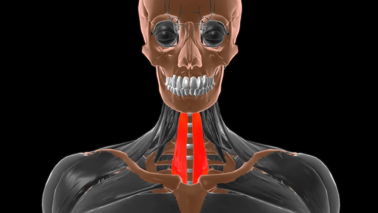 胸骨舌骨肌解剖医学概念3D视频下载