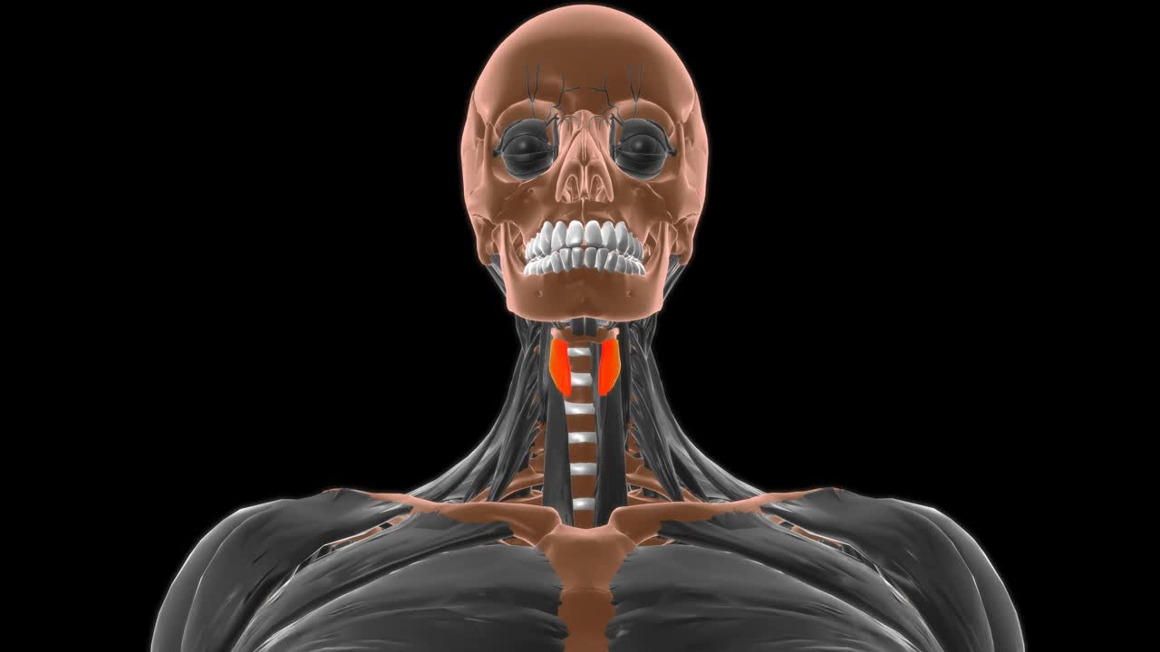 甲状腺舌骨肌解剖医学概念3D视频下载