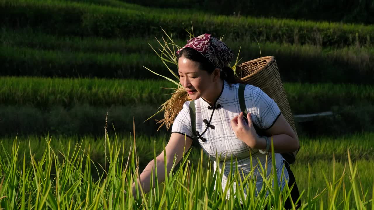 在稻田里拿着有机稻穗的妇女视频素材