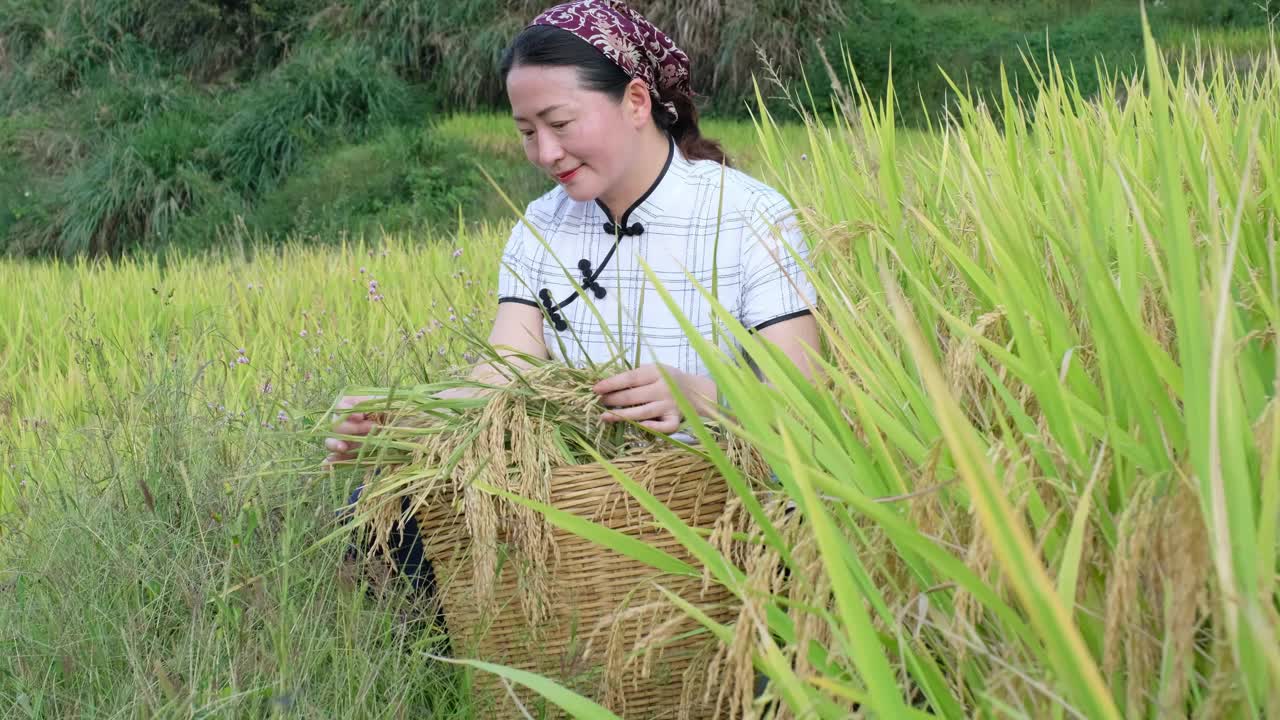 在稻田里拿着有机稻穗的妇女视频素材