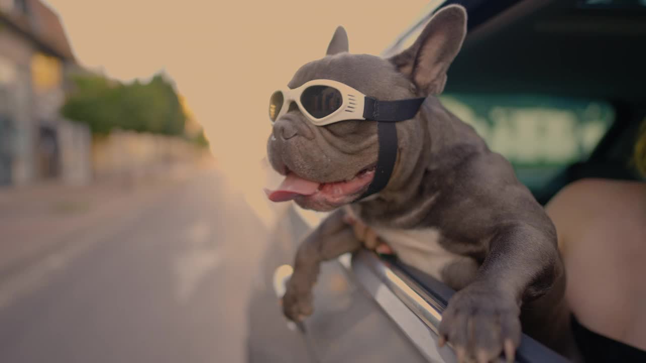 好奇的狗狗，戴着安全眼镜，靠在车窗外视频素材