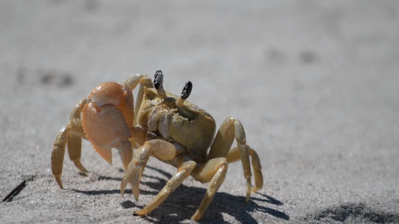 沙滩上的金鬼蟹视频下载