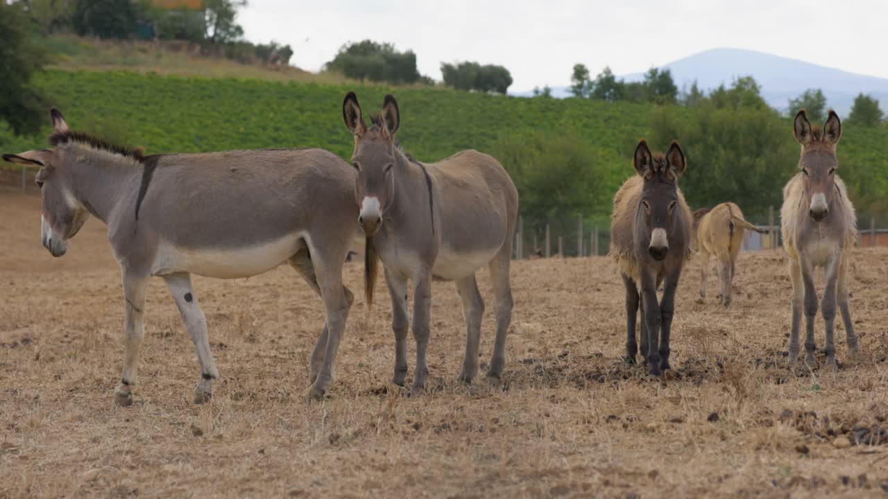 托斯卡纳的风景和乡村:田野里的驴视频下载