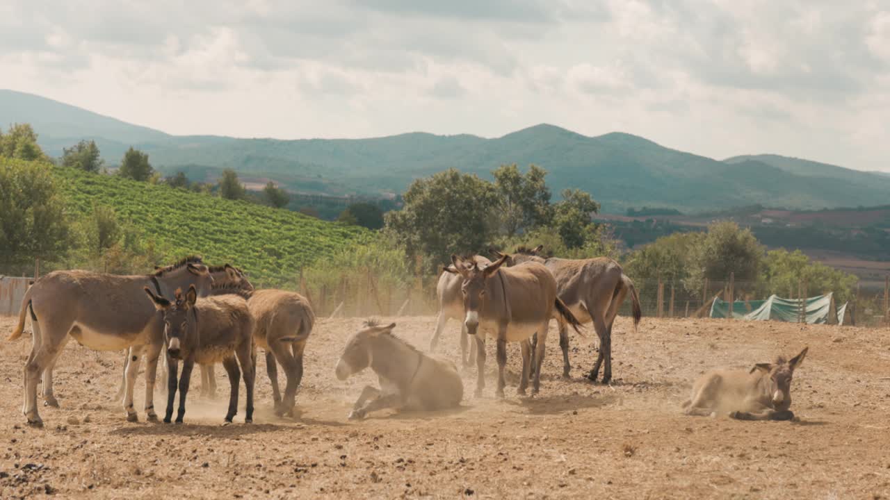 托斯卡纳的风景和乡村:田野里的驴视频下载
