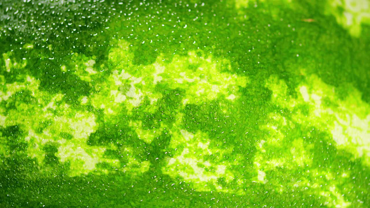 绿色条纹西瓜。有机健康食品的概念。美丽的夏天的背景。旋转视频下载