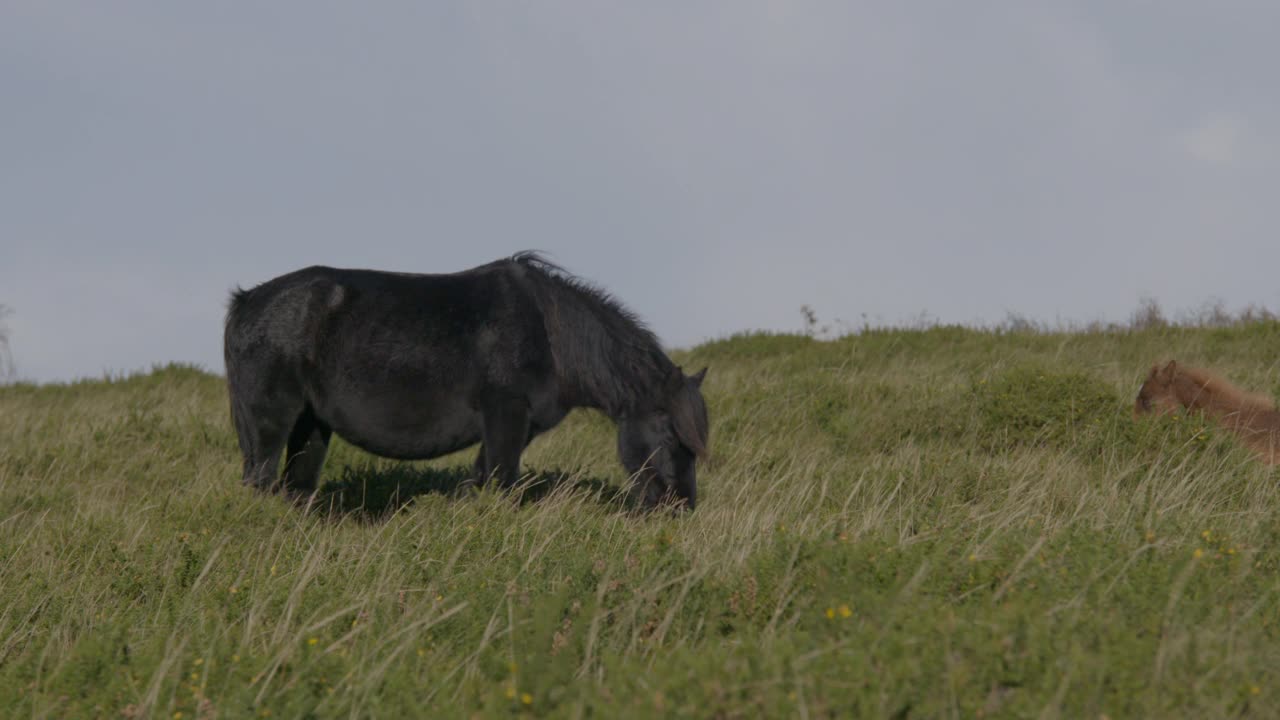 达特穆尔矮种马在荒野上吃草的完整镜头视频下载