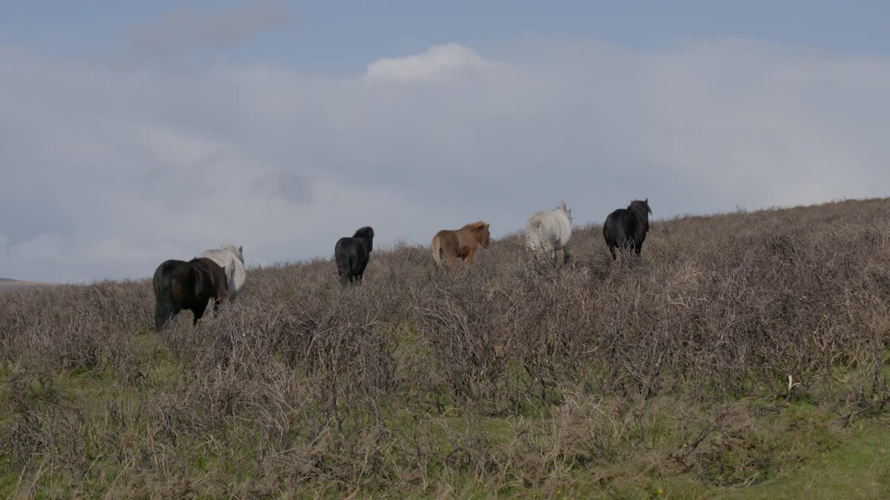 一群达特穆尔矮种马在荒原上行走的广角镜头视频下载