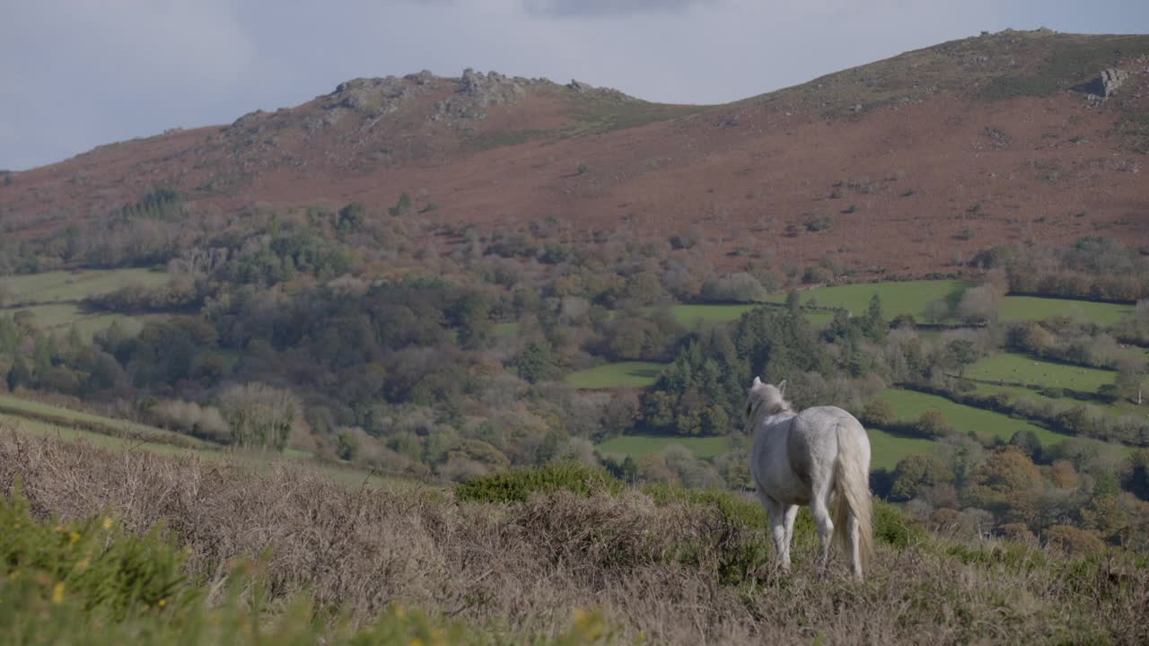 达特穆尔矮种马在荒野上吃草的广角镜头视频下载