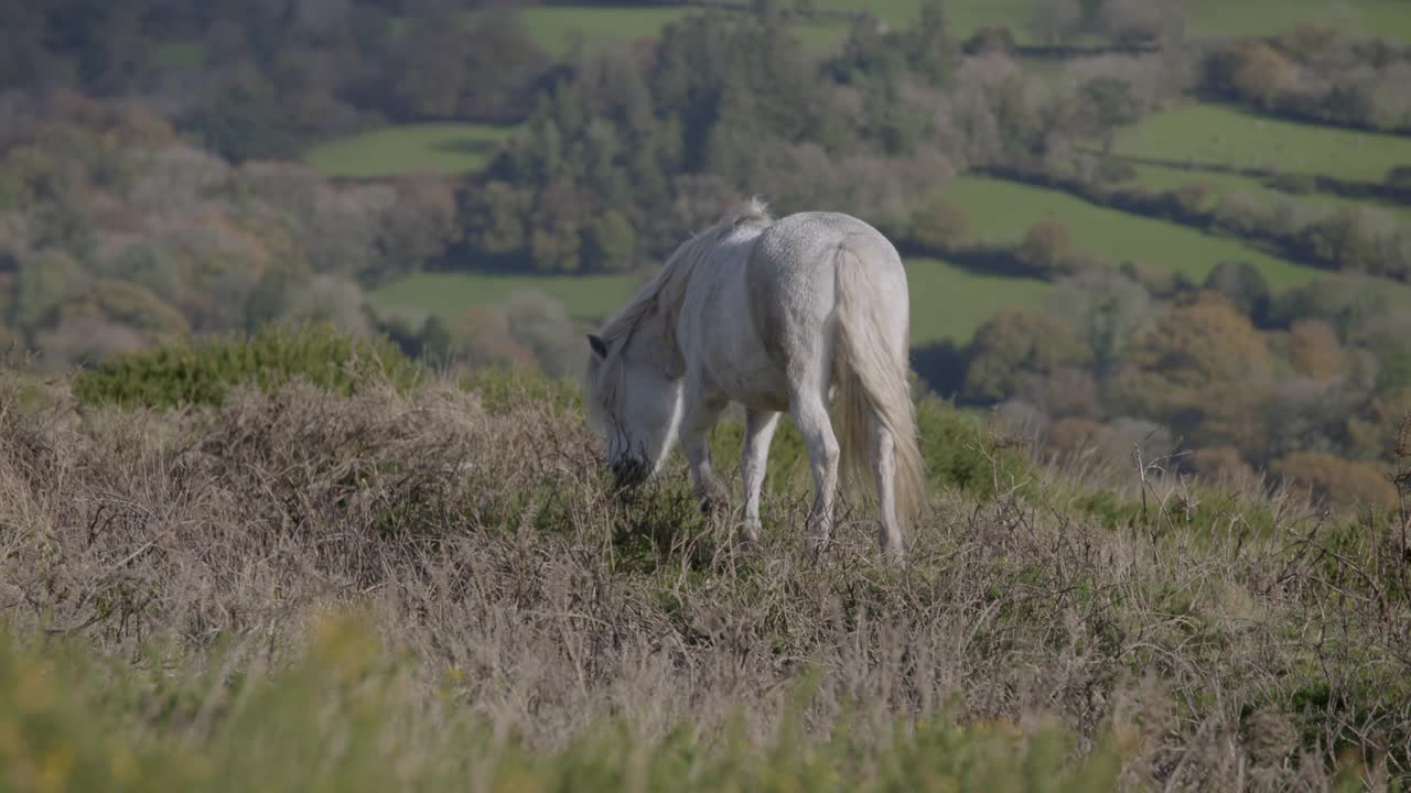 达特穆尔矮种马在荒野上吃草的长镜头镜头视频下载