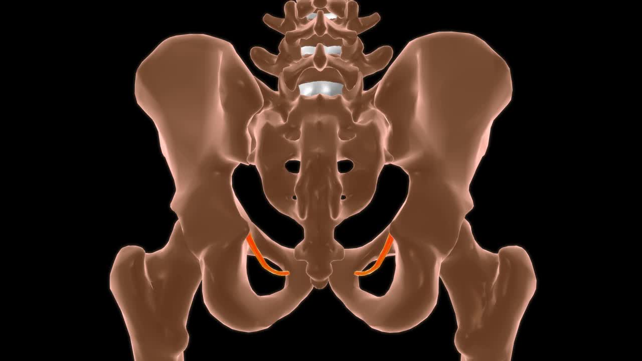 提肛肌肌腱弓解剖医学概念3D视频下载