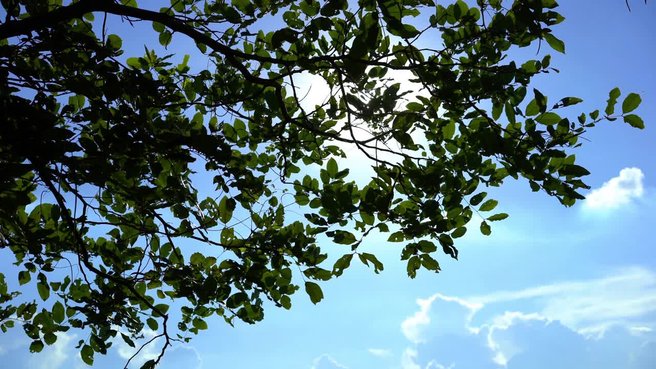在阳光明媚的日子里，树叶绿油油，天空湛蓝视频下载