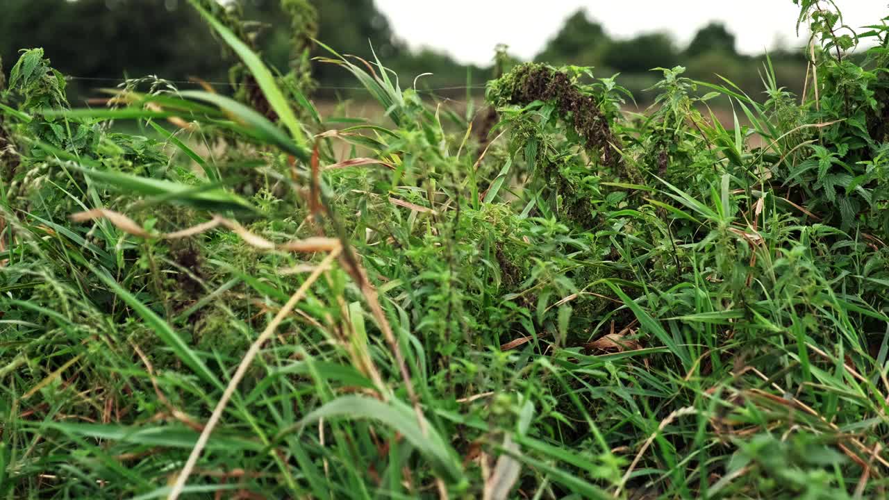 草地与野生绿薄荷和荨麻草药用于自然替代顺势疗法药物视频素材