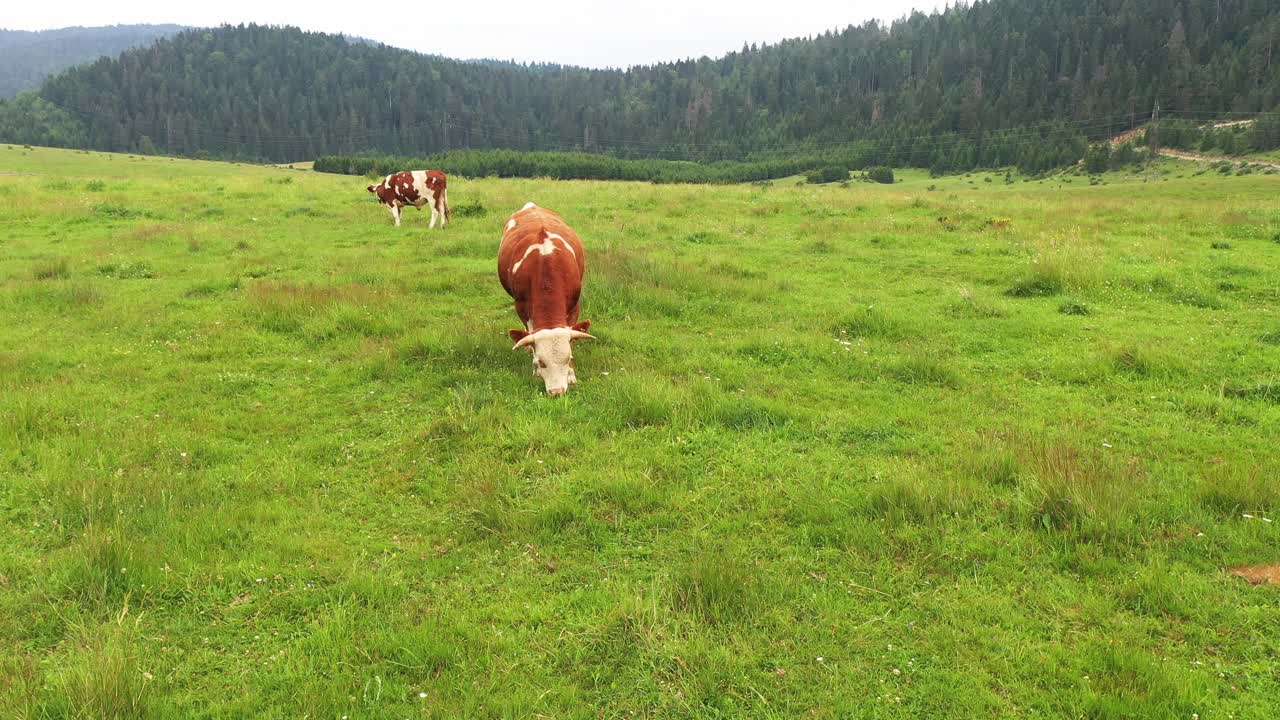 田野里的奶牛视频素材