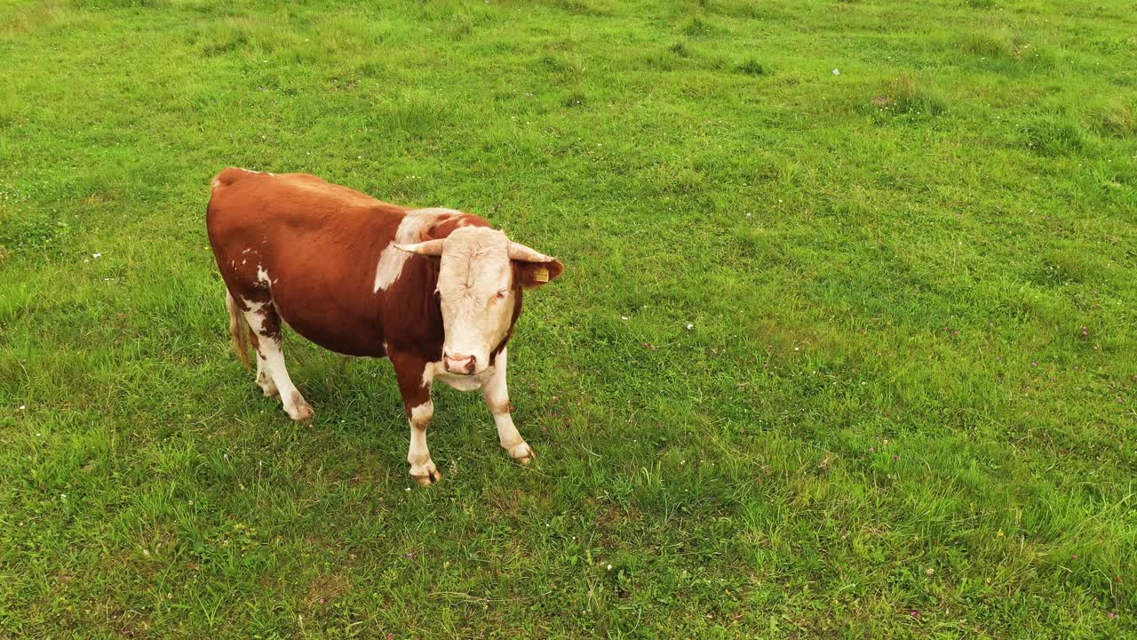 田野里的奶牛视频素材