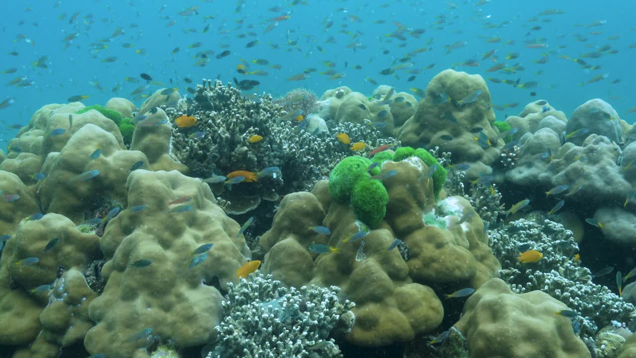 一些珊瑚在充满活力的水下暗礁上争夺空间视频下载