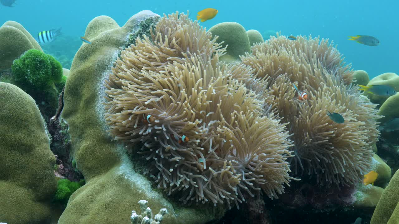两种互相竞争的珊瑚之间的化学战争视频下载