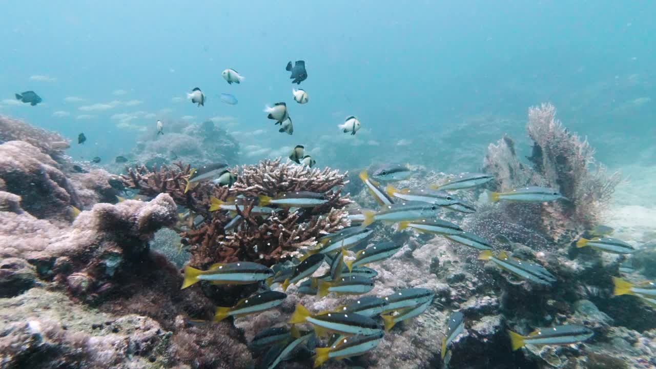 泰国鹿角珊瑚礁上的两群斑点鲷鱼(Lutjanus bigutttatus)视频下载