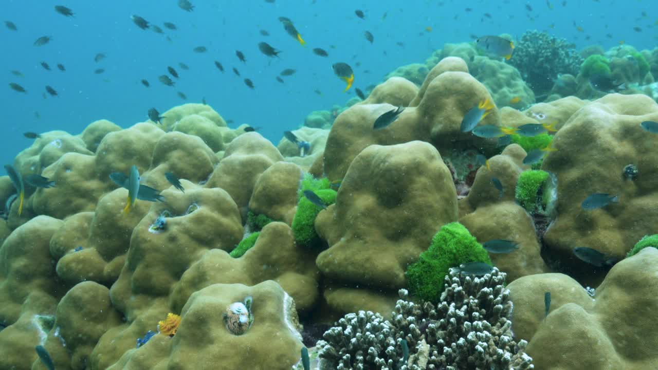 珊瑚礁上有成群的泰国白尾莲鱼视频素材