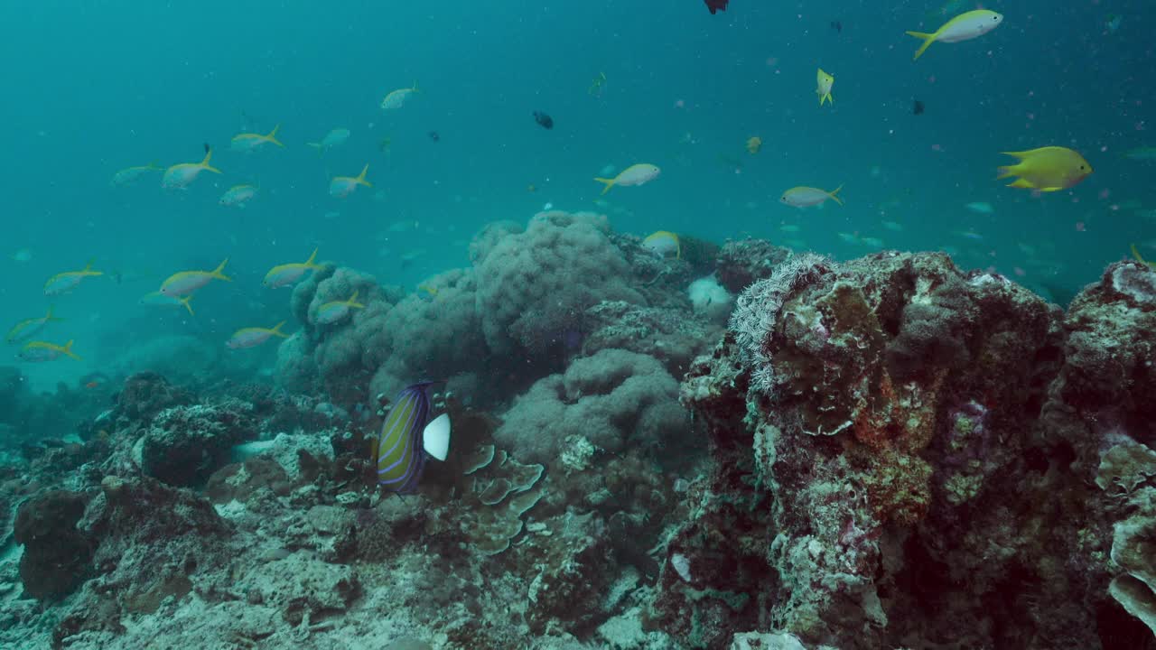 泰国水下珊瑚礁上的蓝环天使鱼视频下载