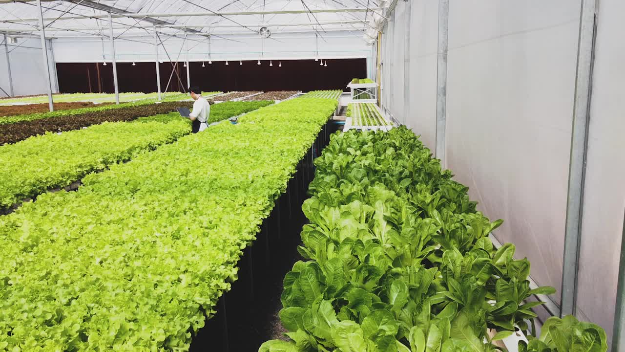 在温室里种植绿色沙拉和蔬菜。园丁们精心照料有机蔬菜。视频下载