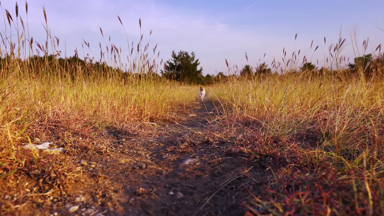 快乐可爱的宠物狗小狗在草地上奔跑视频素材