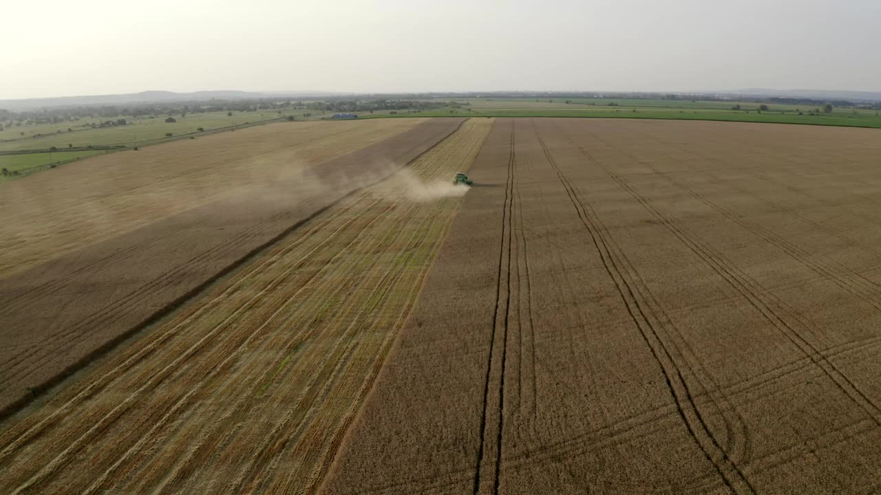 4K鸟瞰图的收割机收获金色的麦田在日落。无人机在农业机械后面飞行。灰尘从联合收割机上散开。成行的谷类作物。夏季农业工作视频素材