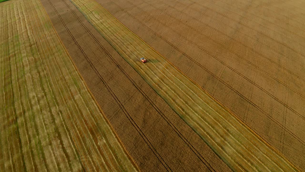 鸟瞰收割谷物的卡车小麦、燕麦或黑麦正在倒车穿过农业的金色田野。夏天收获机械。农业机械的工作。风景优美的乡村风景视频素材