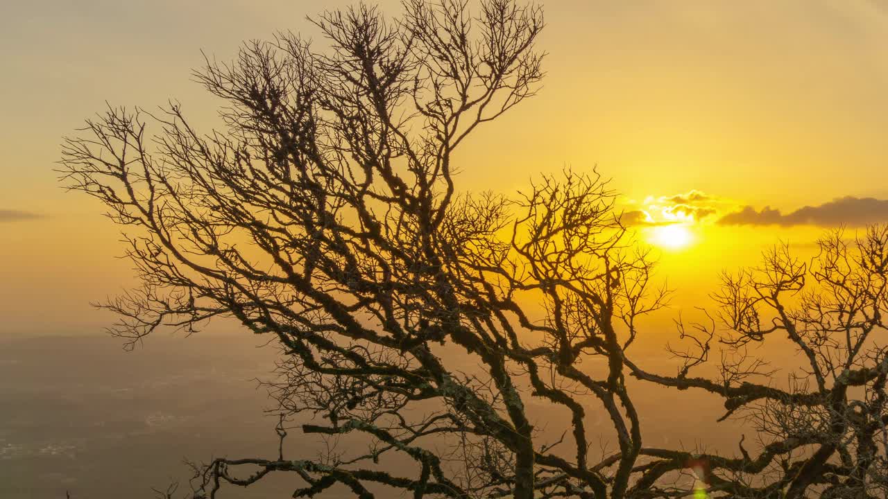 老树的光秃秃的树枝在日落的背景视频素材